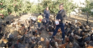 Organik Tavuk ve Yumurta !