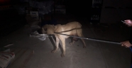 Yaralı köpeğe bekçiler sahip çıktı