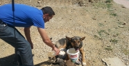 YARALI KÖPEĞE BELEDİYE EKİPLERİ SAHİP ÇIKTI