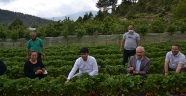 Yaylalara kurulan çilek bahçeleri gelir kapısı oldu