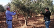 ZEYTİN SİNEĞİ VE AKDENİZ MEYVE SİNEĞİ FEROMON TUZAK KONTROLLERİ
