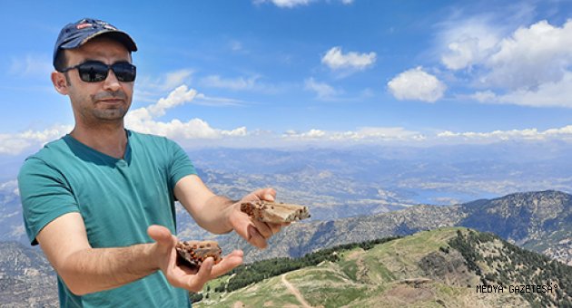 Uğur böceklerini görmek için dağa çıkıyorlar