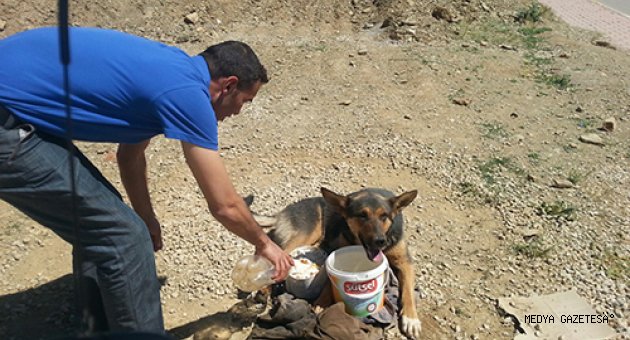 YARALI KÖPEĞE BELEDİYE EKİPLERİ SAHİP ÇIKTI