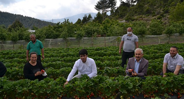 Yaylalara kurulan çilek bahçeleri gelir kapısı oldu