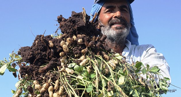 Yer fıstığı fiyatı çiftçiyi rahatlattı